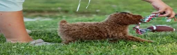 Miniature Poodle dogs for sale:  Thor🐾💙 - Ad 17