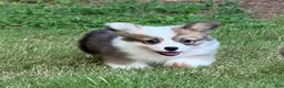 Welsh Corgi Pembroke dogs for sale: Fluffy Sable - Ad 10