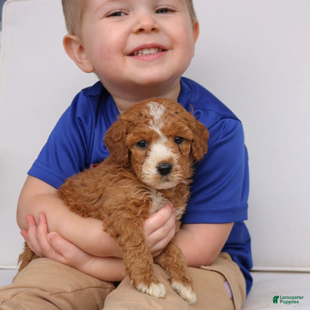 Mini Goldendoodle dogs for sale: Everly  - Ad 4