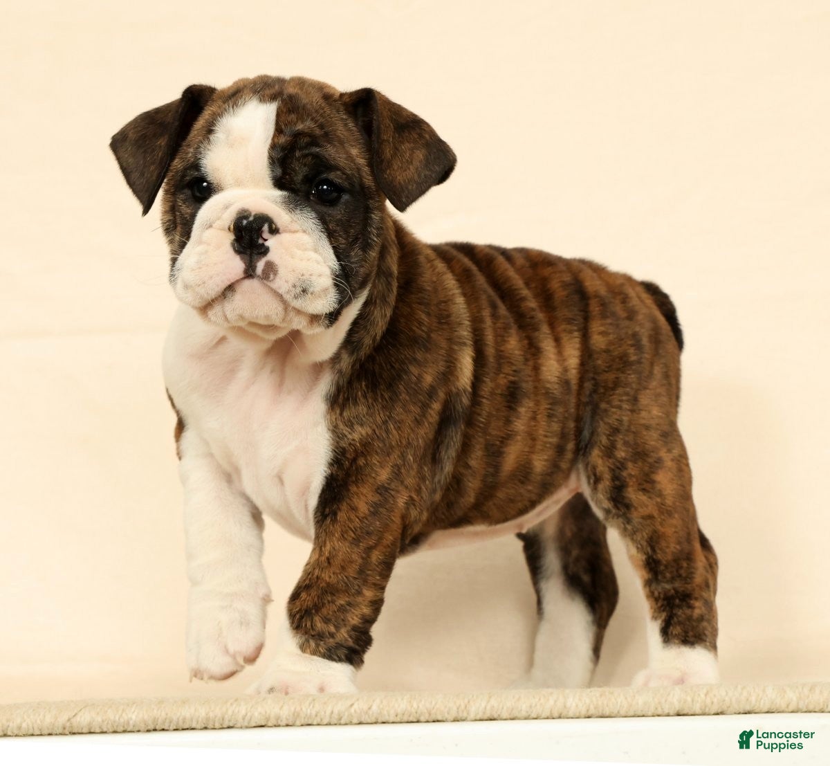 English Bulldog dogs Clover - Ad 1