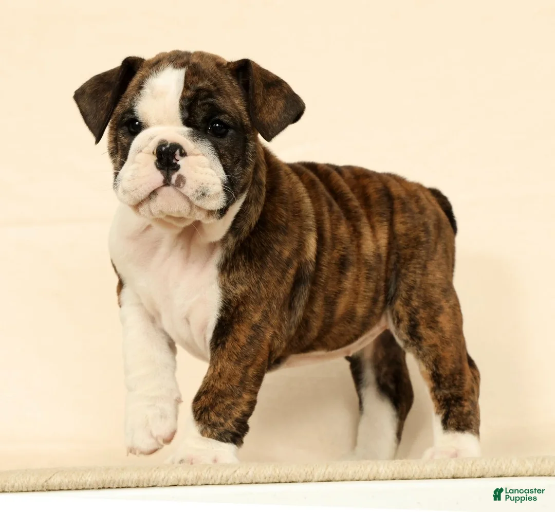English Bulldog dogs for sale: Clover - Ad 1