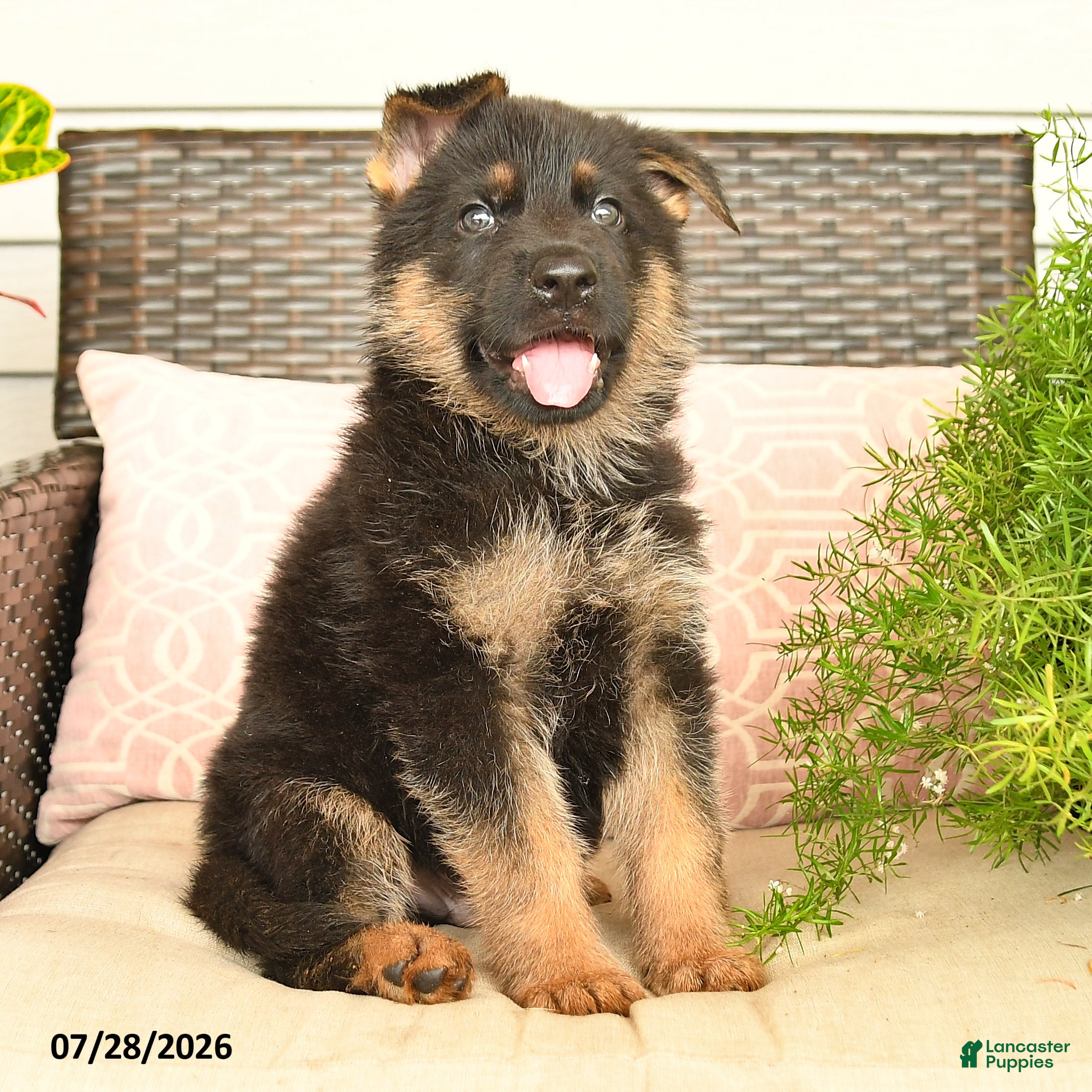 German Shepherd dogs Levi - Ad 2