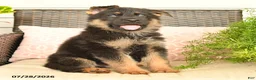 German Shepherd dogs for sale: Levi - Ad 2