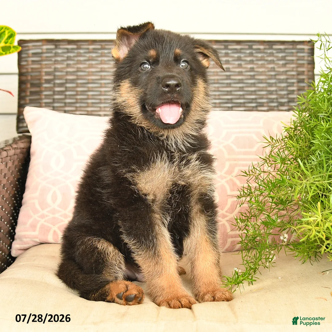 German Shepherd dogs for sale: Levi - Ad 2
