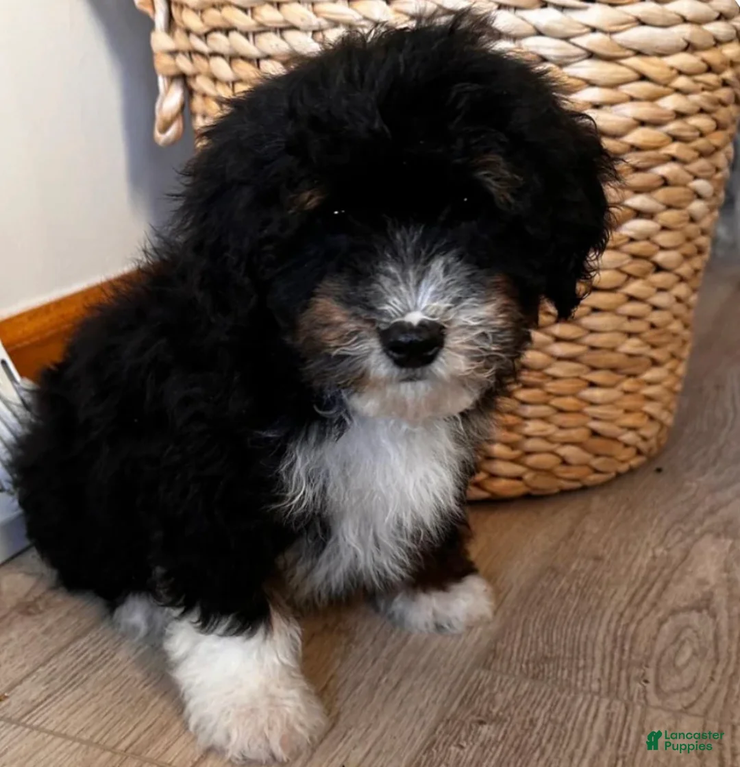 Bernedoodle dogs for sale: HAN - Ad 3