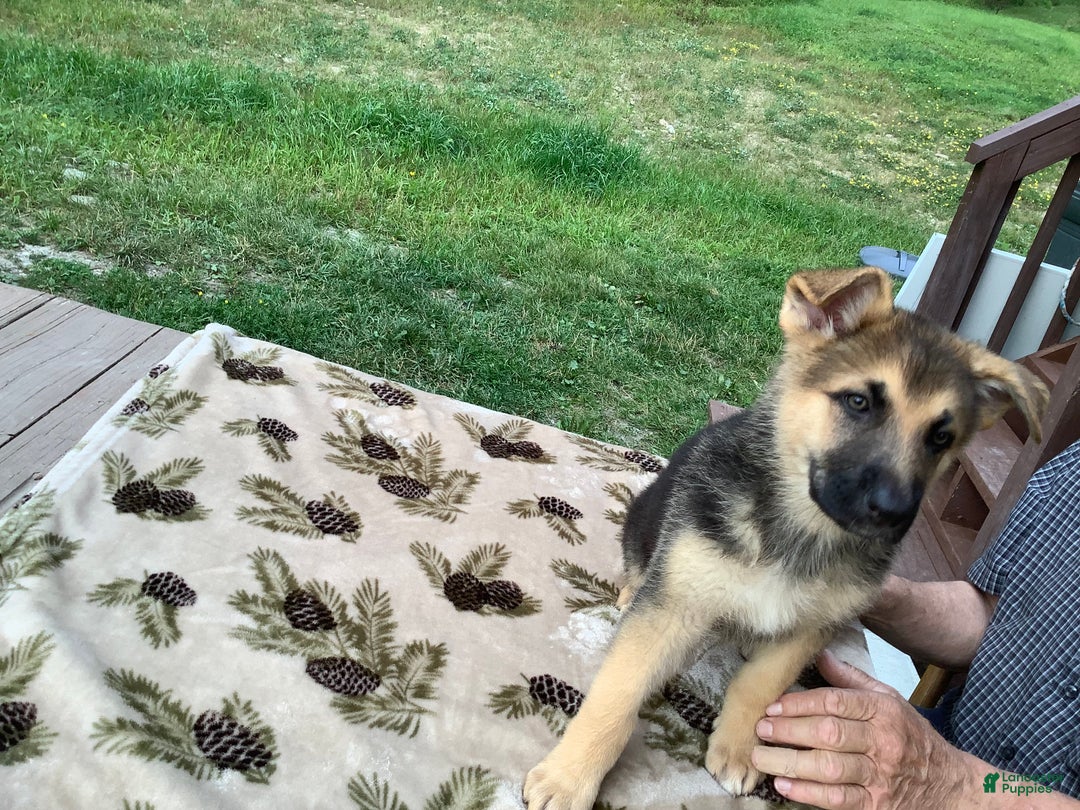 German Shepherd dogs for sale: Puppy 3 Female - Ad 5