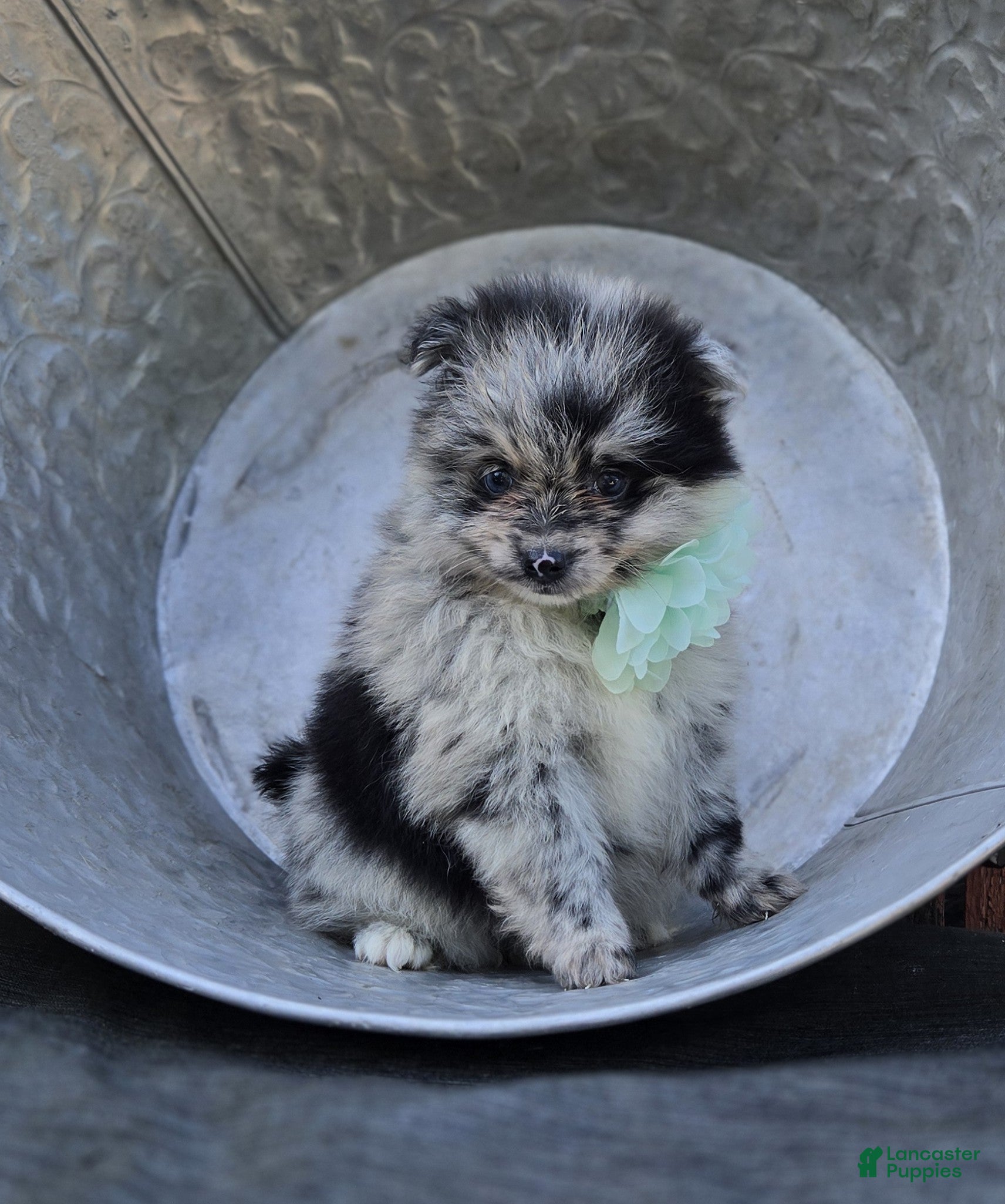 Pomeranian dogs Nora - Ad 2
