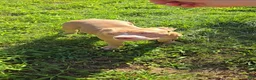 American Bully dogs for sale: Dot - Ad 5