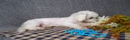 Bichon Frise dogs for sale: Blake - Ad 5