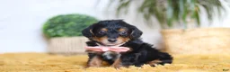 Yorkiepoo dogs for sale: Scarlett - Ad 3