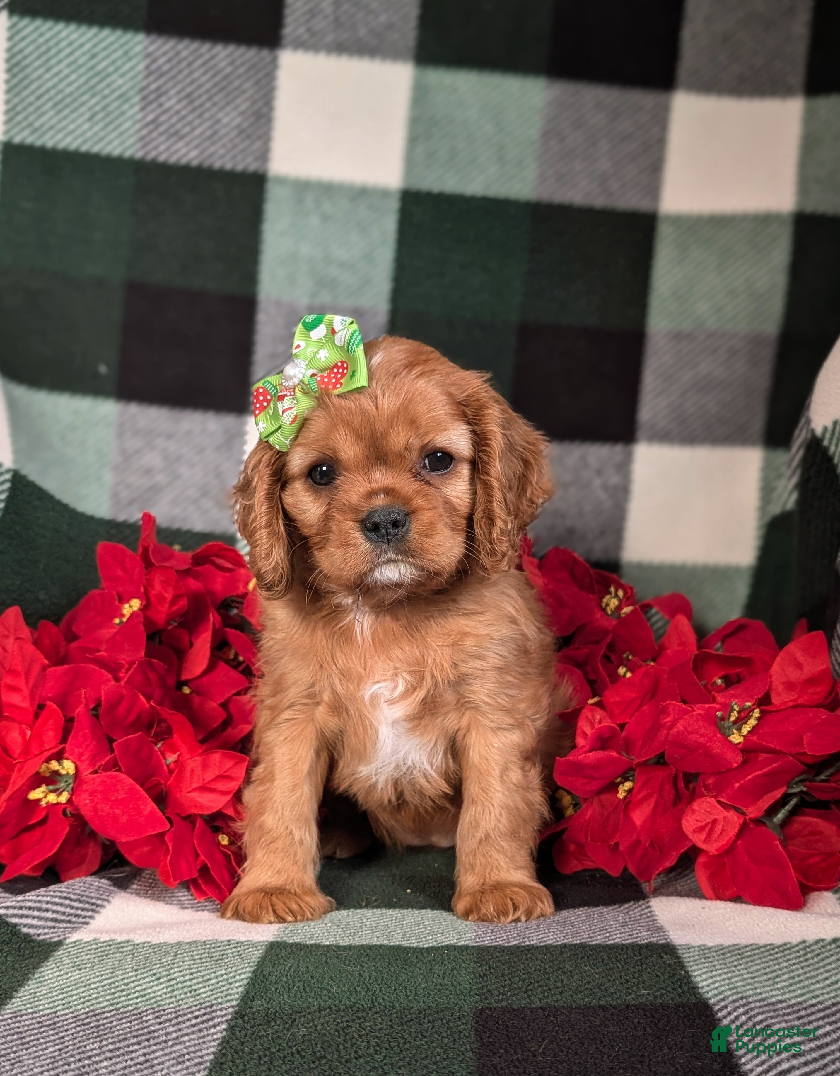 Cavalier King Charles Spaniel dogs Bridgett - Ad 42