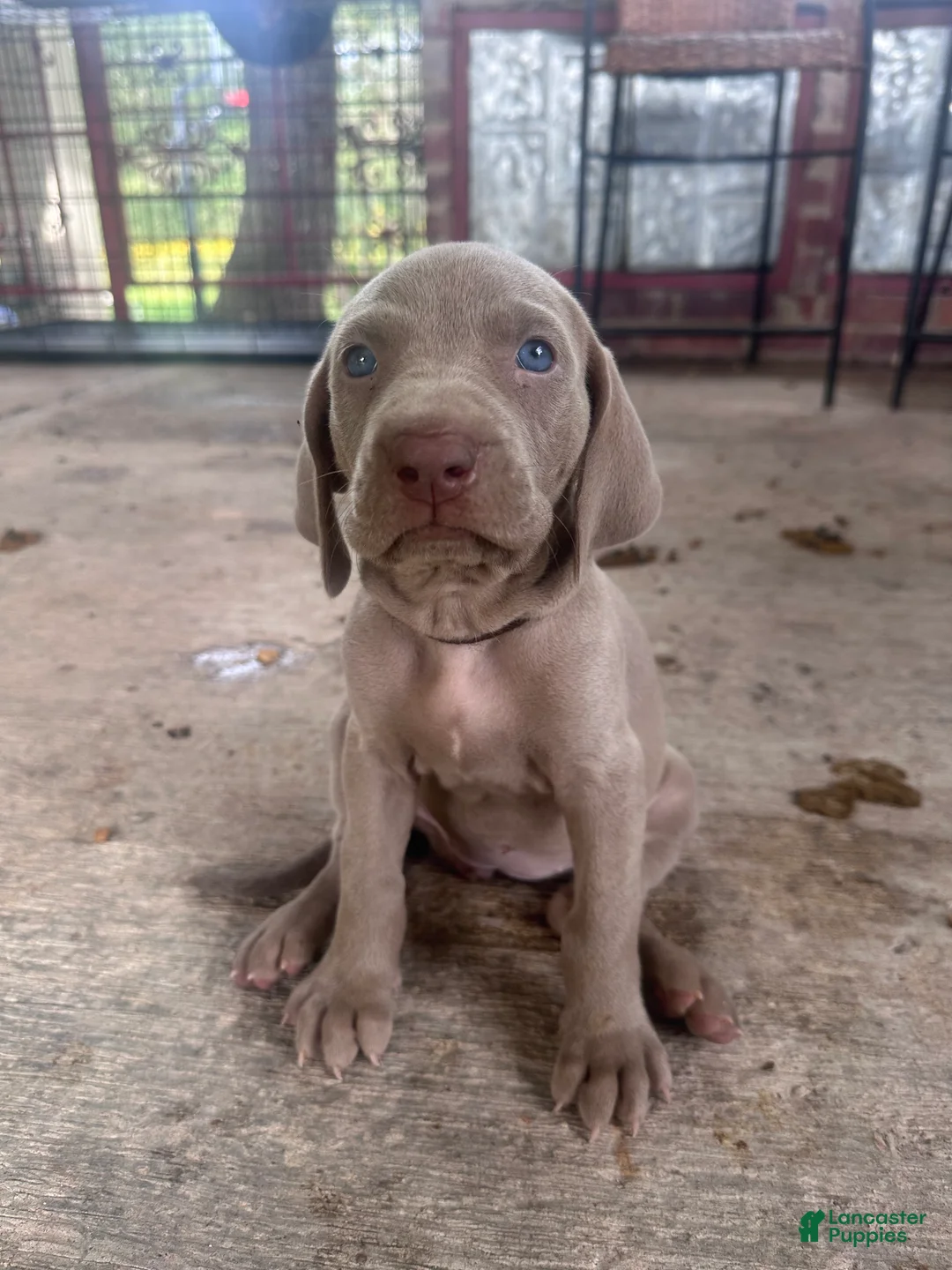 Weimaraner dogs for sale: Blanca - Ad 1