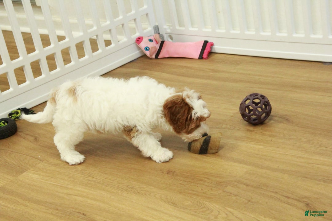 Cavapoo dogs for sale: Mia - Ad 2