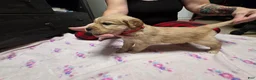 Golden Retriever dogs for sale: Pink collar - Ad 4