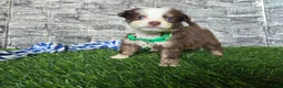 Toy Australian Shepherd dogs for sale: Boy 2 - Ad 1