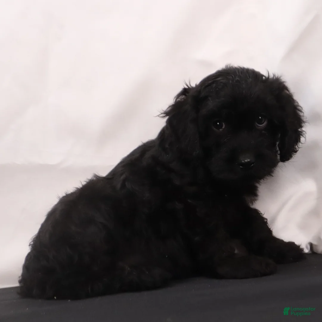 Cavapoo dogs for sale: Duke - Ad 12