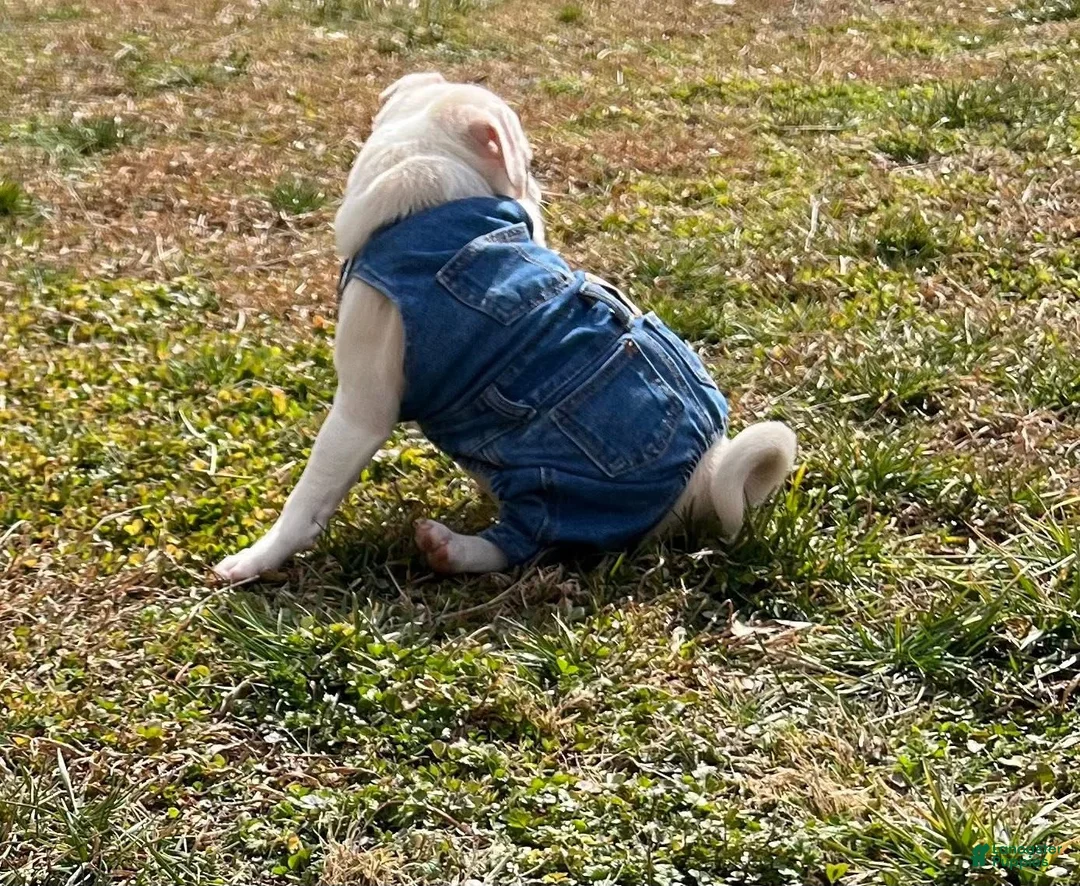 Pug dogs for sale: Pug Puppy 1 - Ad 4