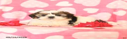 Shih Tzu dogs for sale: Cupcake - Ad 3