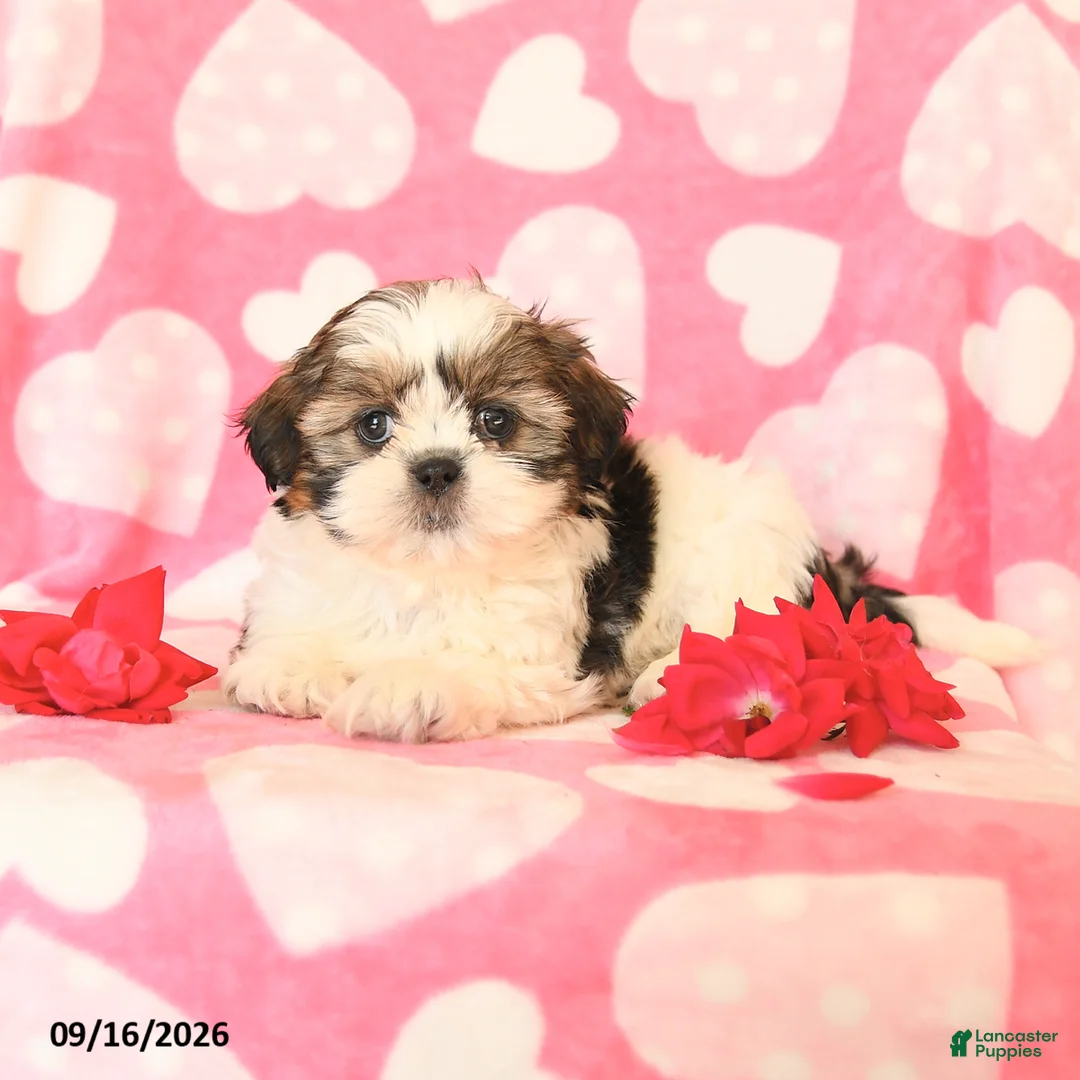 Shih Tzu dogs for sale: Cupcake - Ad 3