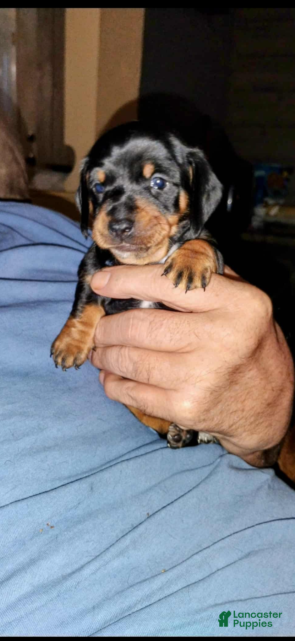 Miniature Dachshund dogs Miniature Dachshund Puppy 2 - Ad 34