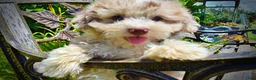 Havapoo dogs for sale: Espresso - Ad 6
