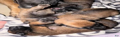 Belgian Malinois 2
