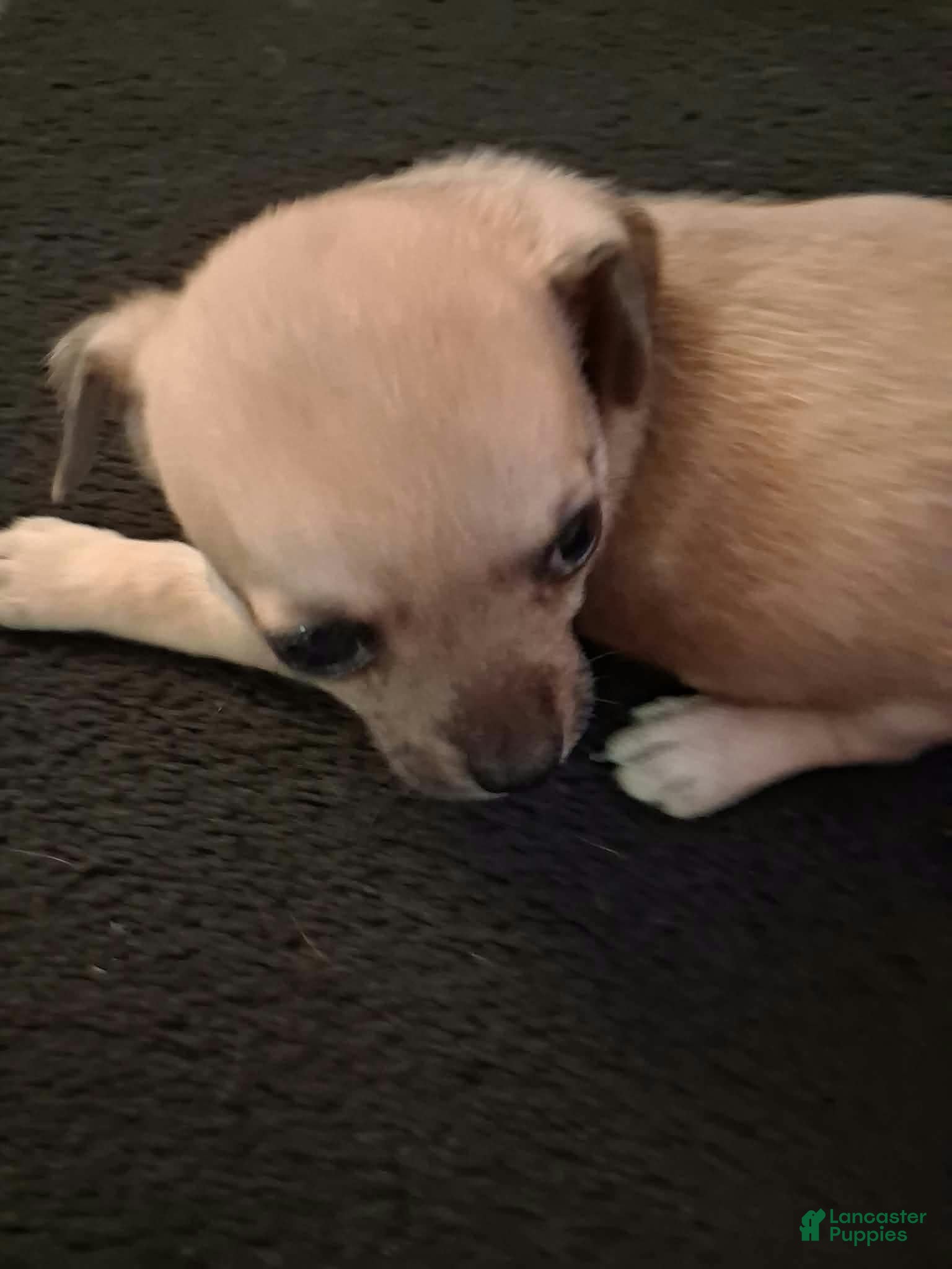 Chihuahua dogs Chihuahua 4 - Ad 6