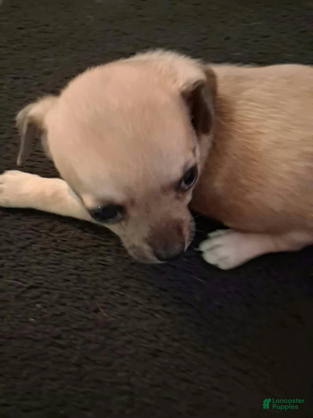 Chihuahua dogs for sale: Chihuahua 4 - Ad 1