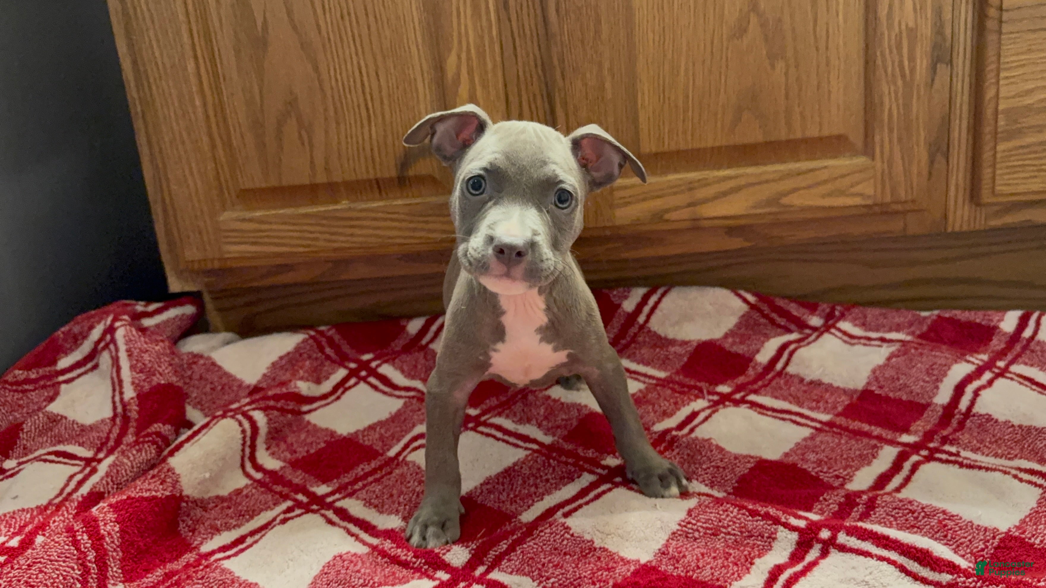 American Pit Bull Terrier dogs American Pit Bull Terrier 4 - Ad 7