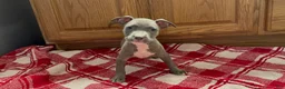 American Pit Bull Terrier dogs for sale: American Pit Bull Terrier 4 - Ad 1
