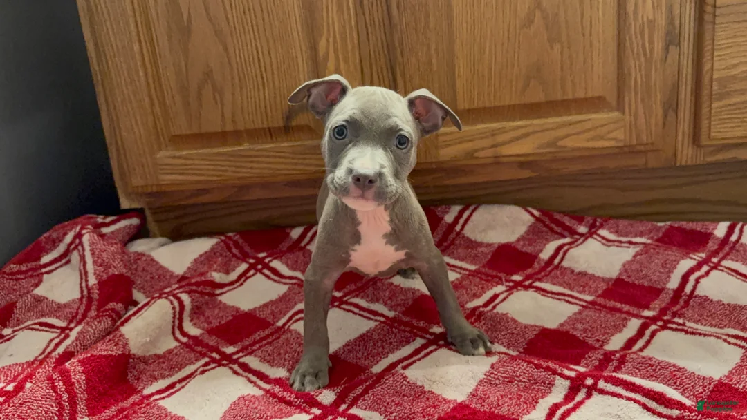 American Pit Bull Terrier dogs for sale: American Pit Bull Terrier 4 - Ad 1