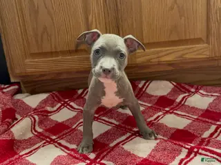 American Pit Bull Terrier dogs American Pit Bull Terrier 4 - Ad 7