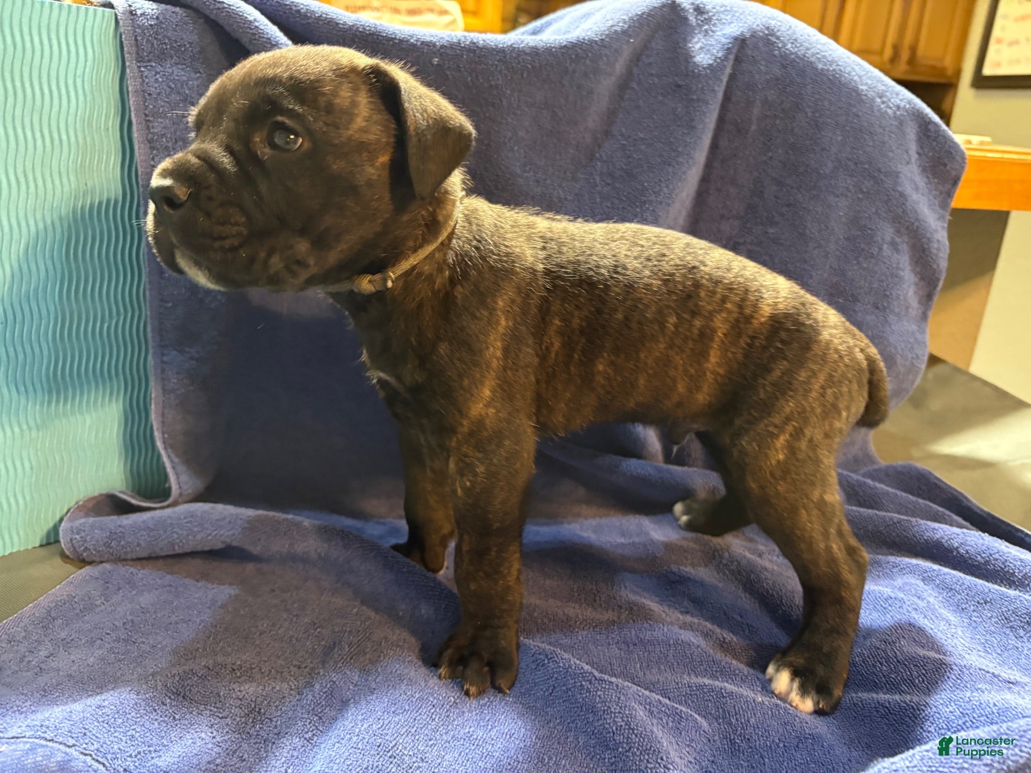 Cane Corso dogs for sale: Clyde   Light gray collar,  - Ad 1