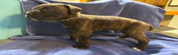 Cane Corso dogs for sale: Clyde   Light gray collar,  - Ad 1