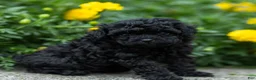 Toy Poodle dogs for sale: Anton - Ad 4