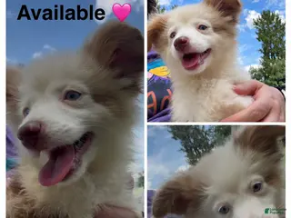 Miniature Australian Shepherd dogs Black - Ad 8