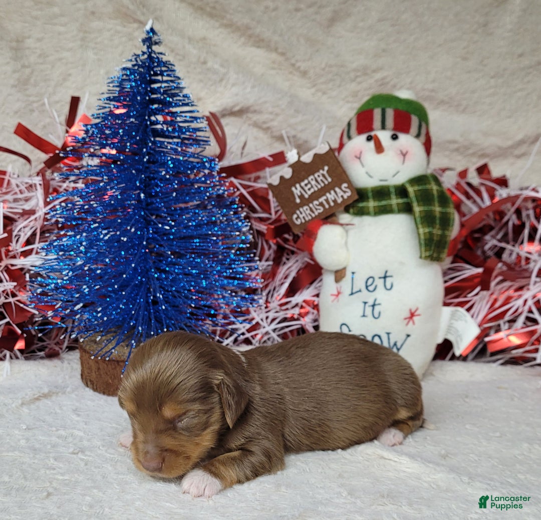 Miniature Dachshund dogs for sale: AKC Blade - Ad 9