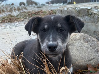 Goberian dogs Fritz - Ad 41