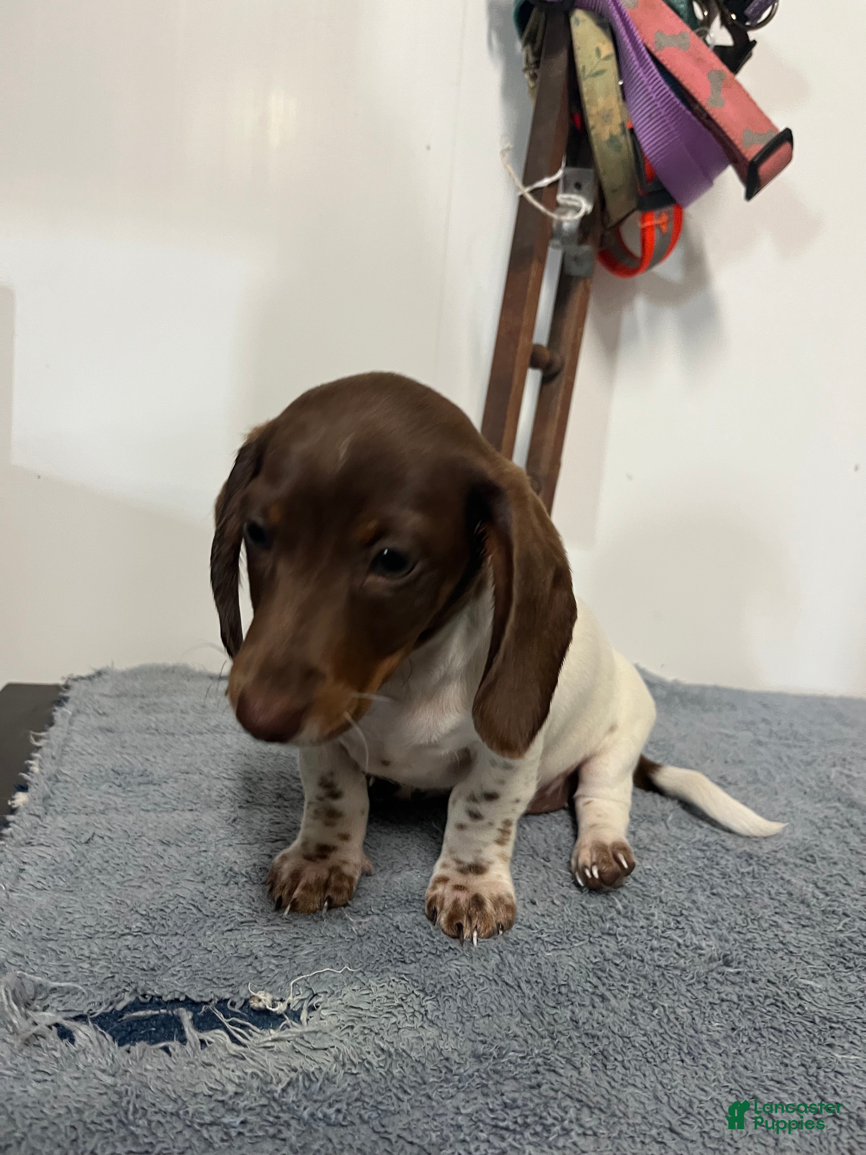 Miniature Dachshund dogs Nellie - Ad 2