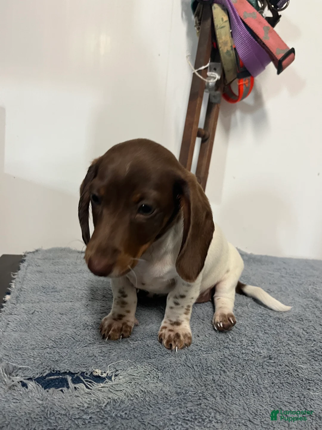 Miniature Dachshund dogs for sale: Nellie - Ad 2