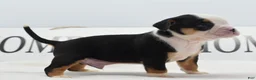 Mixed Breed dogs for sale: Diesel - Ad 15