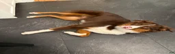 Australian Shepherd dogs for sale: Alfie - Ad 4