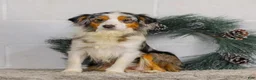 Miniature Australian Shepherd dogs for sale: Kylie - Ad 15