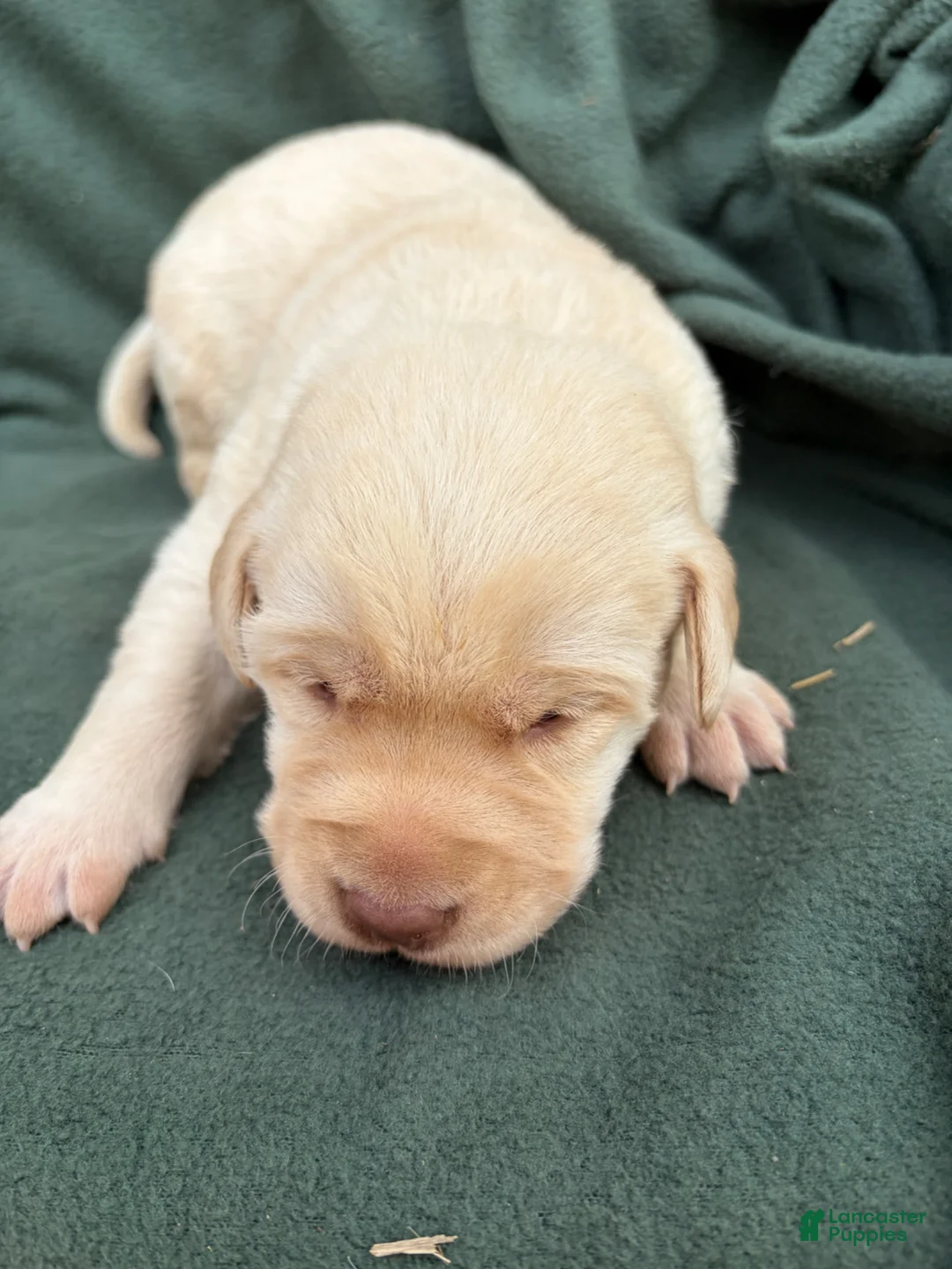 Labrador Retriever dogs for sale: Sammy - Ad 2