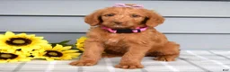 Labradoodle dogs for sale: Cassie - Ad 6