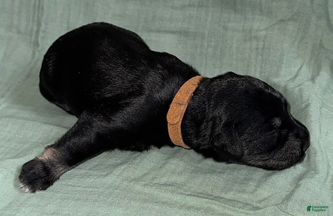 Miniature Schnauzer dogs for sale: Zeus - Ad 4