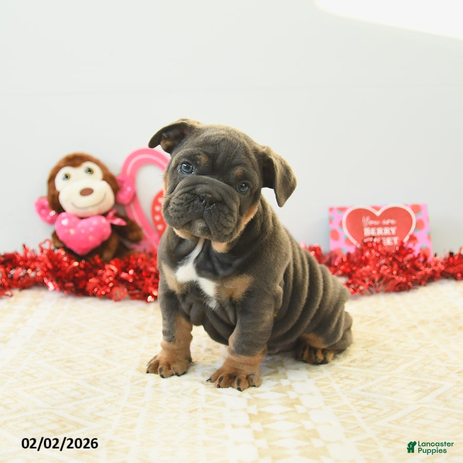 English Bulldog dogs Bunny - Ad 2