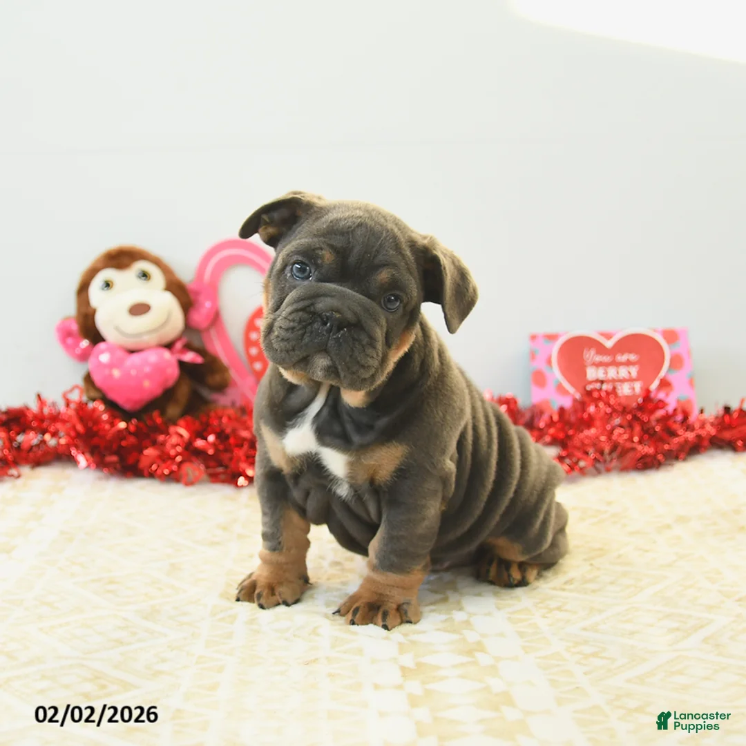 English Bulldog dogs for sale: Bunny - Ad 2