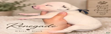 Dalmatian 5