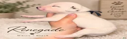 Dalmatian dogs for sale: Dalmatian 5 - Ad 1
